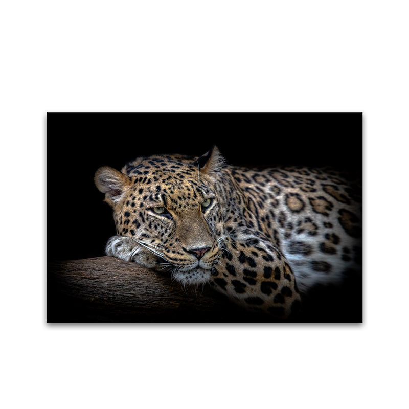 'Leopard Resting' Wall Art