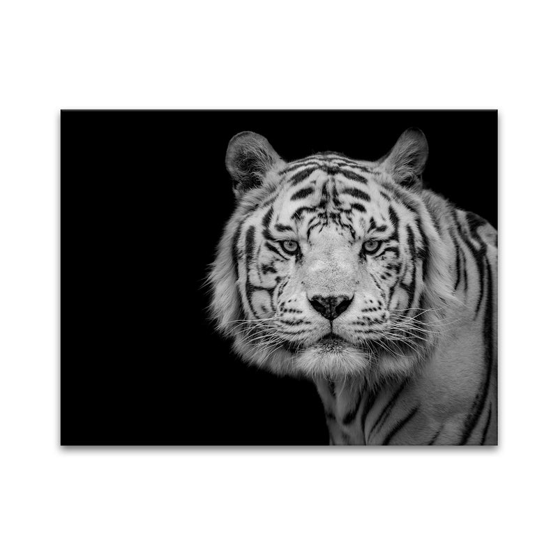 'Bengal White Tiger' Wall Art