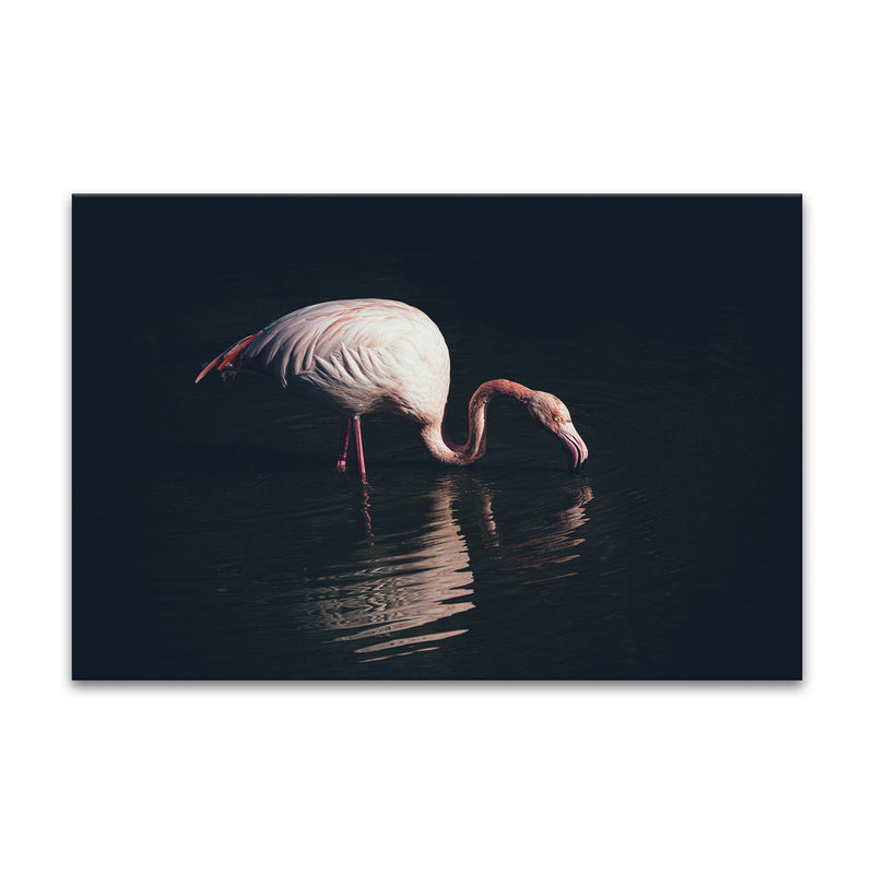 'Enlighted Flamingo' Wall Art