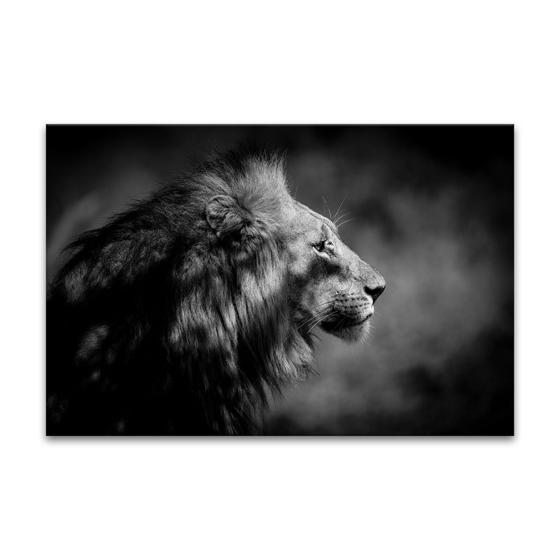 'The Male'  Wall Art