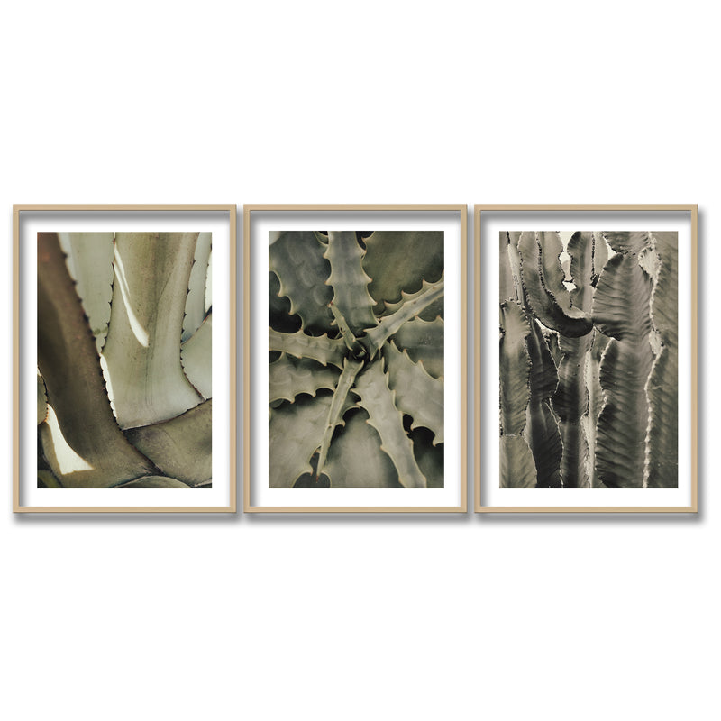 "Succulents" Framed 3-Piece Wall Art Set