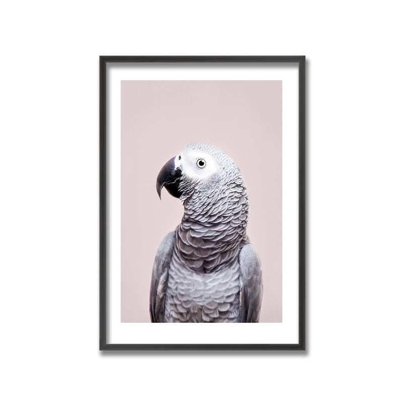 "African Grey" Framed Print Wall Art
