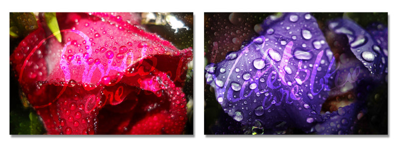 Roses are Red, Violets are Blue' 2 Piece Wrapped Canvas Wall Art Set