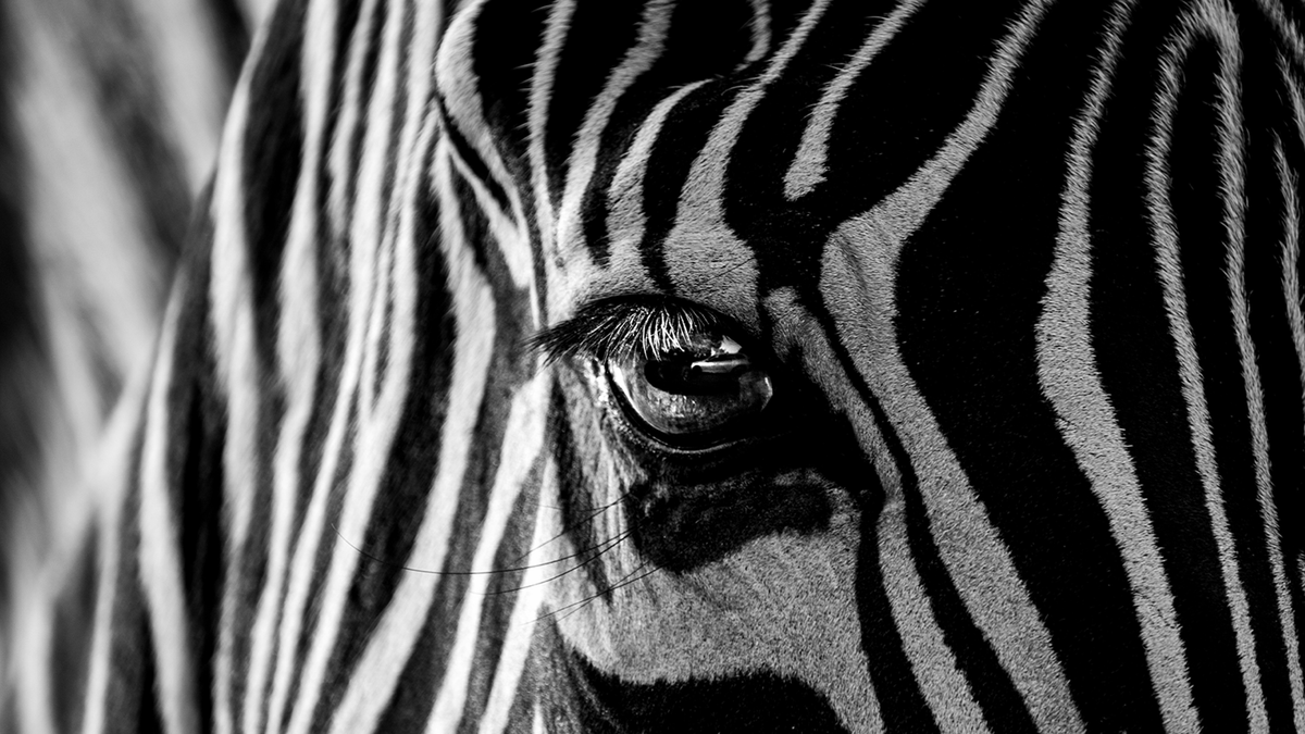 Animal wall art collection featuring an array of domestic pets and wildlife options in various art techniques. Select from dogs, cats, birds, sea turtles, jellyfish, seashells, flamingos, horses, and elephants to mention a few.