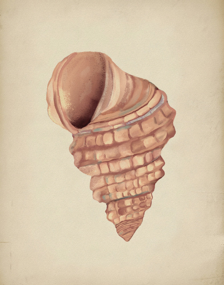 "Spiral Seashell Study" by Josie George — Animal Wall Art