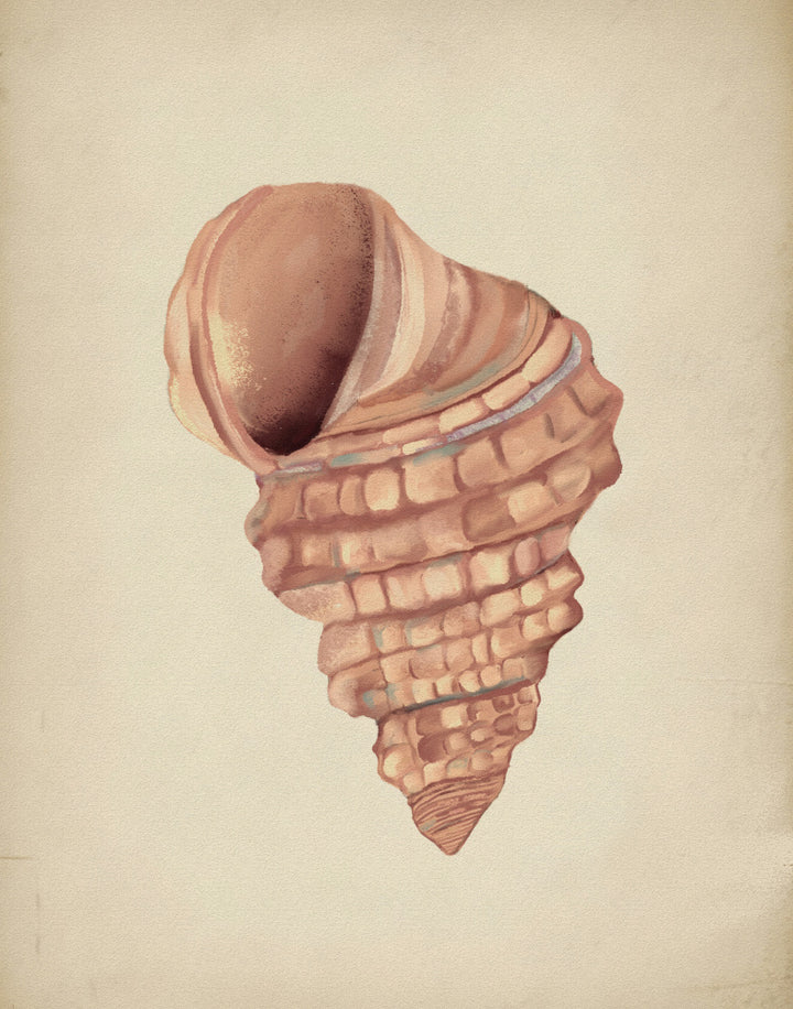 "Spiral Seashell Study" by Josie George — Animal Wall Art