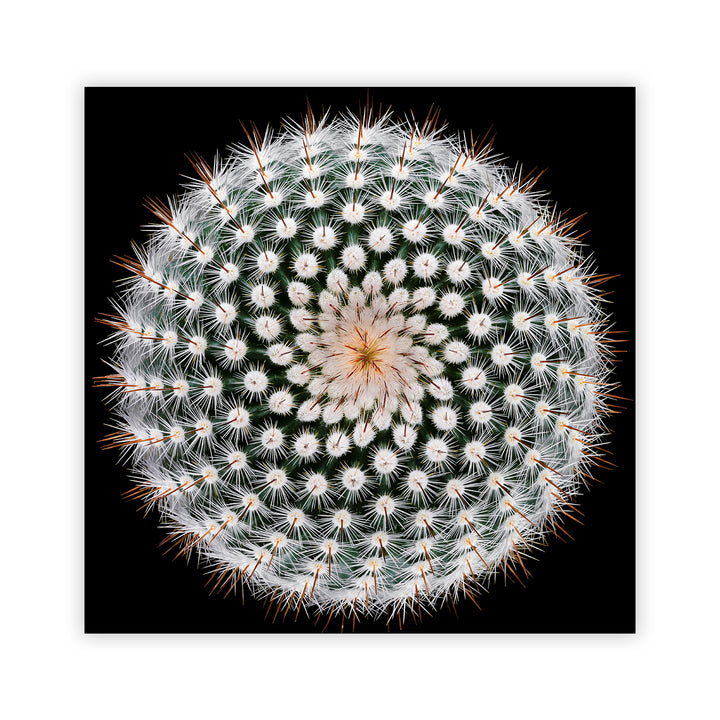 "Notocactus scopa" Acrylic Wall Art