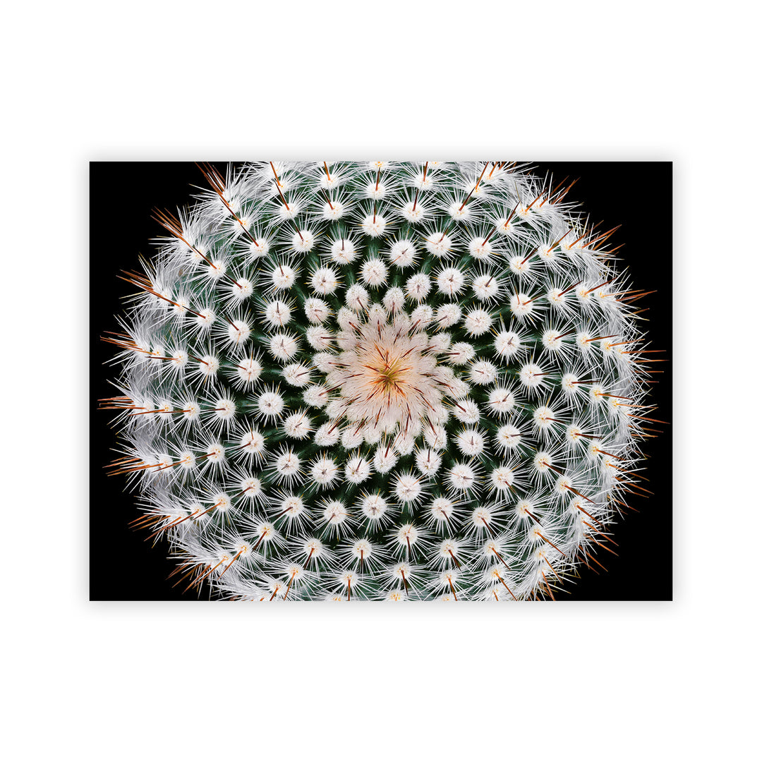 "Notocactus scopa" Acrylic Wall Art