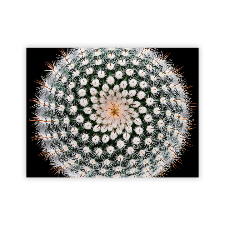 "Notocactus scopa" Acrylic Wall Art