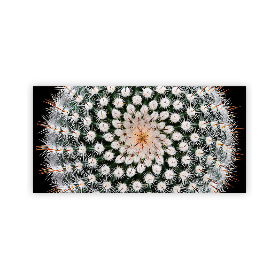 "Notocactus scopa" Acrylic Wall Art