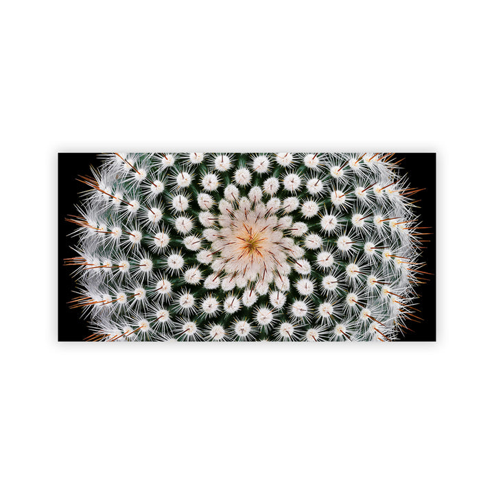 "Notocactus scopa" Acrylic Wall Art