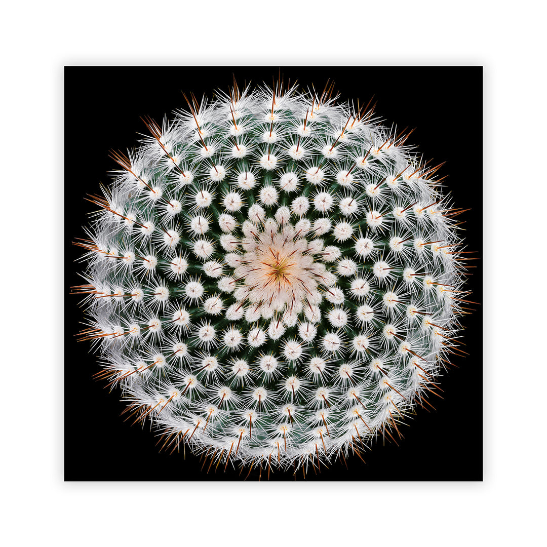 "Notocactus scopa" Acrylic Wall Art