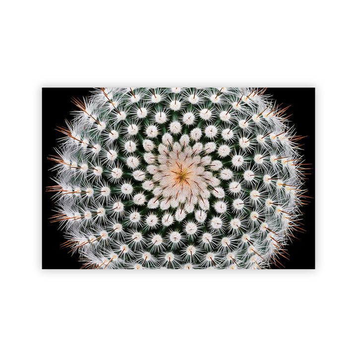 "Notocactus scopa" Acrylic Wall Art