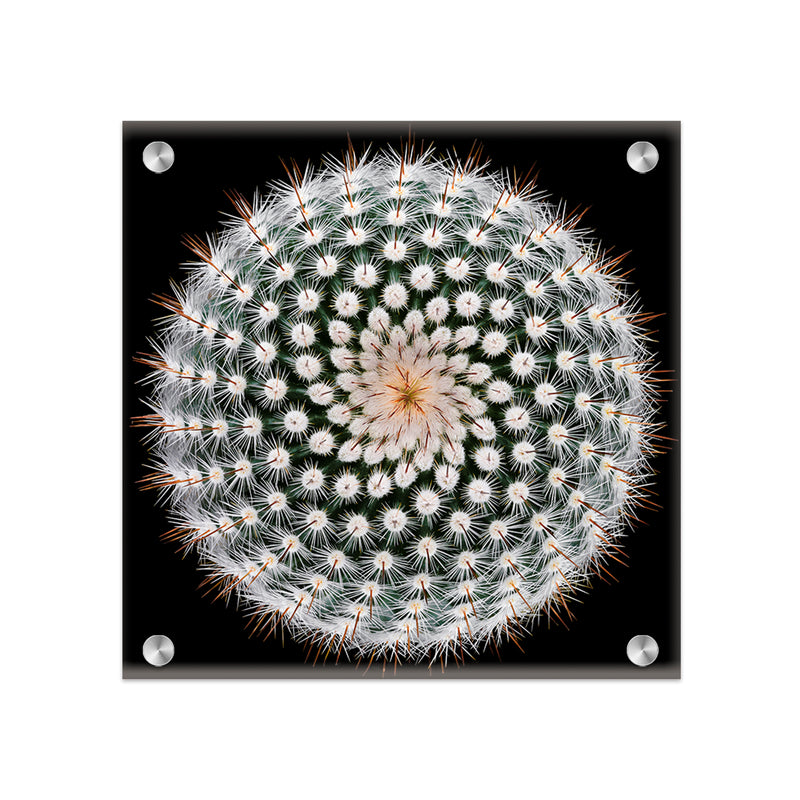 "Notocactus scopa" Acrylic Wall Art