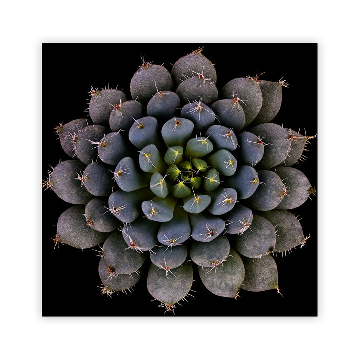 "Echeveria setosa var. deminuta" Acrylic Wall Art