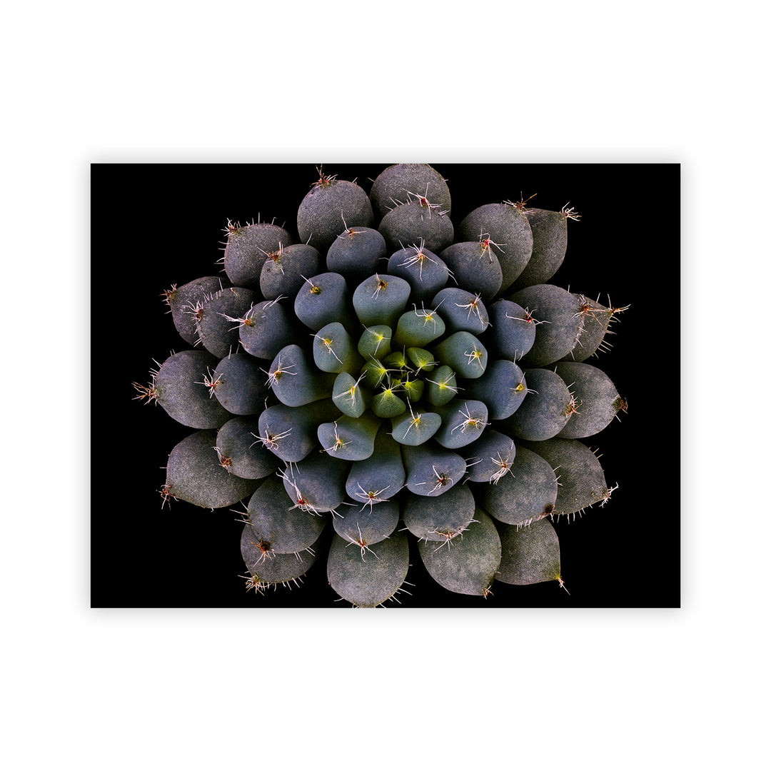 "Echeveria setosa var. deminuta" Acrylic Wall Art
