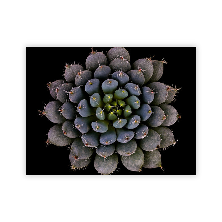 "Echeveria setosa var. deminuta" Acrylic Wall Art