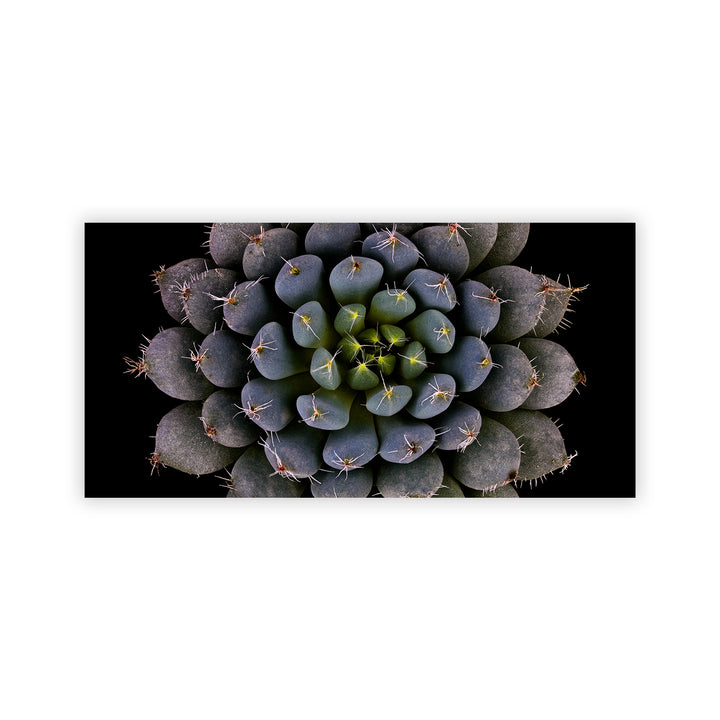 "Echeveria setosa var. deminuta" Acrylic Wall Art