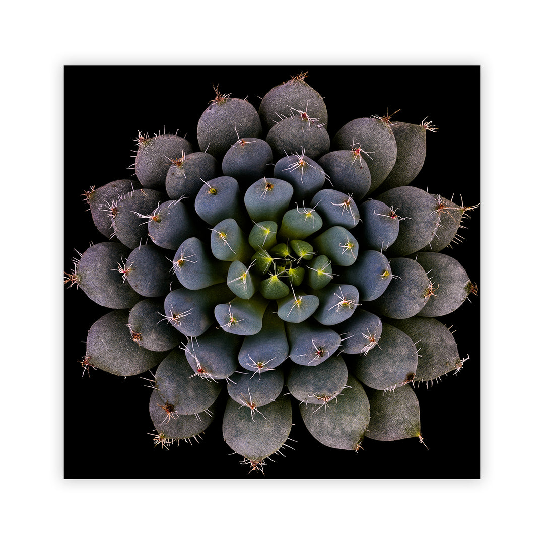 "Echeveria setosa var. deminuta" Acrylic Wall Art