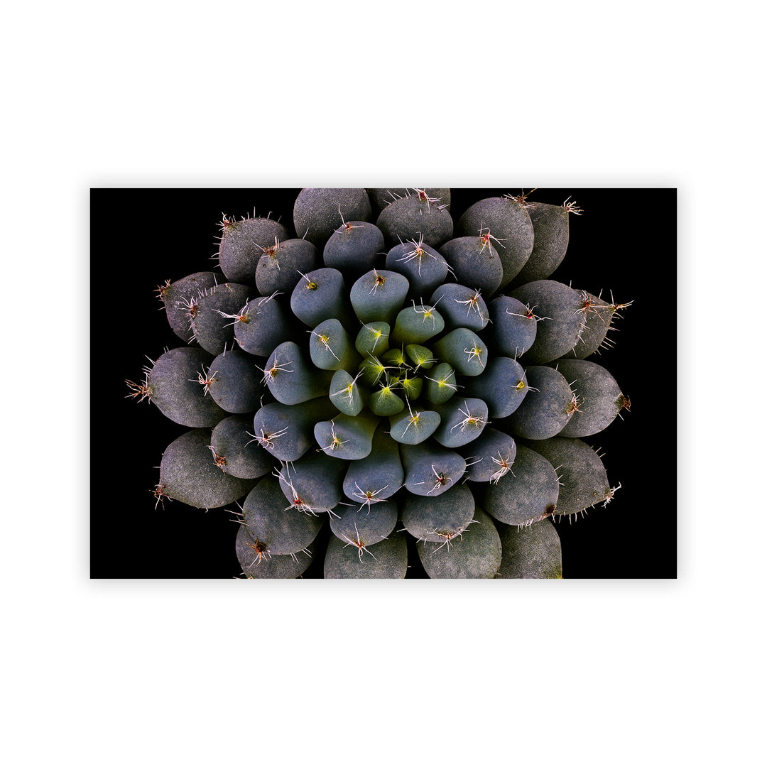 "Echeveria setosa var. deminuta" Acrylic Wall Art
