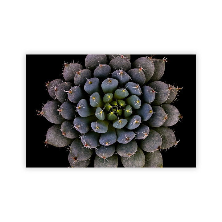 "Echeveria setosa var. deminuta" Acrylic Wall Art