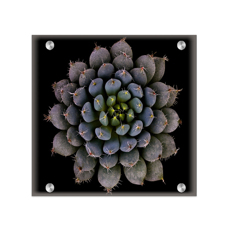 "Echeveria setosa var. deminuta" Acrylic Wall Art