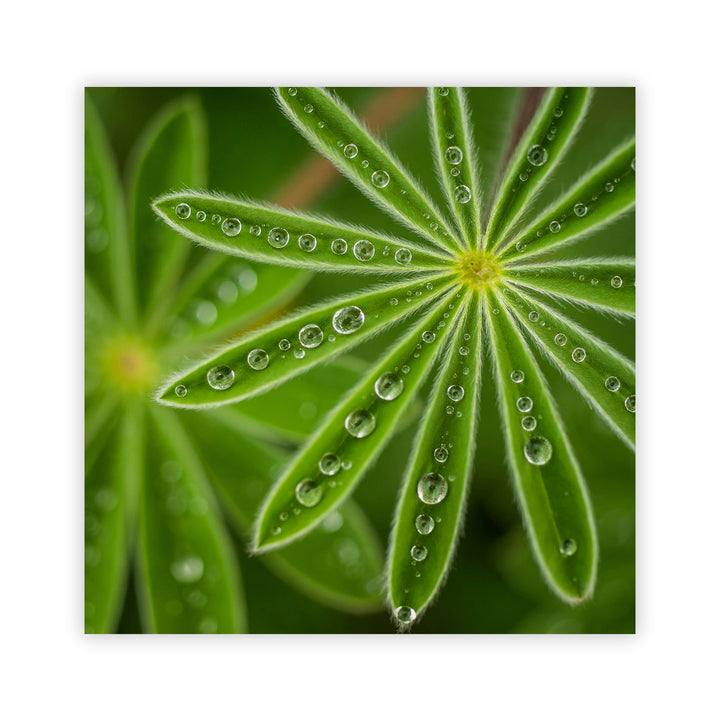 "Succulent Water Drops" Acrylic Wall Art