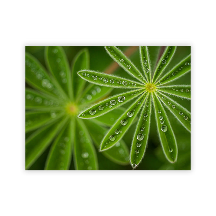 "Succulent Water Drops" Acrylic Wall Art
