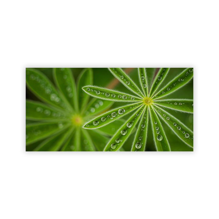 "Succulent Water Drops" Acrylic Wall Art