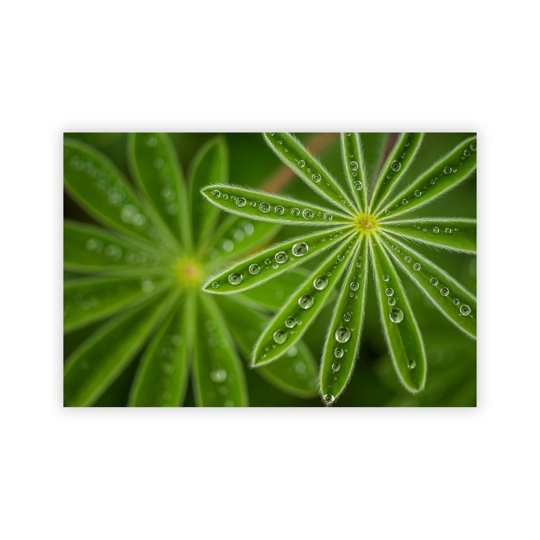 "Succulent Water Drops" Acrylic Wall Art
