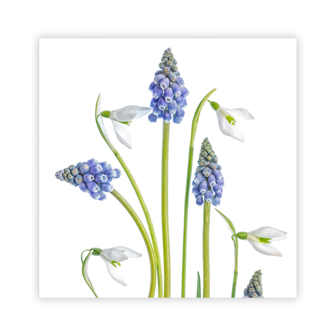 "Muscari and Galanthus" Acrylic Wall Art