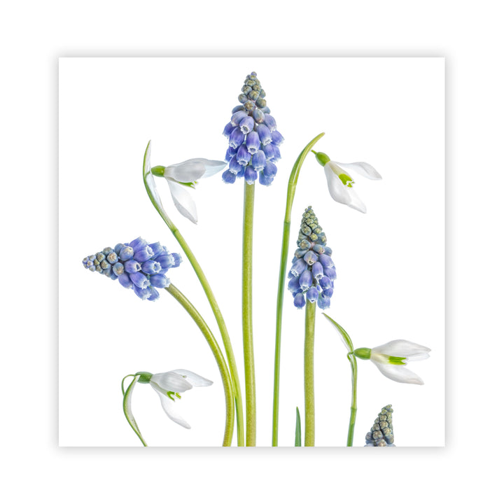 "Muscari and Galanthus" Acrylic Wall Art
