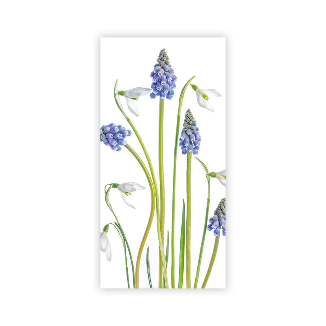 "Muscari and Galanthus" Acrylic Wall Art