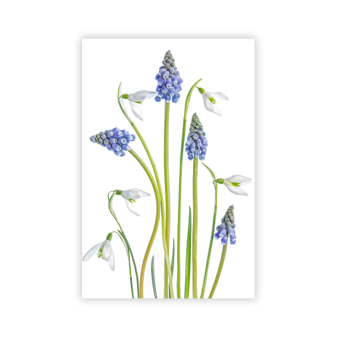 "Muscari and Galanthus" Acrylic Wall Art