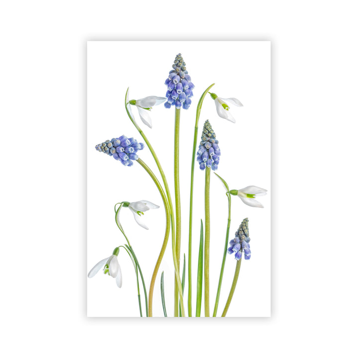 "Muscari and Galanthus" Acrylic Wall Art