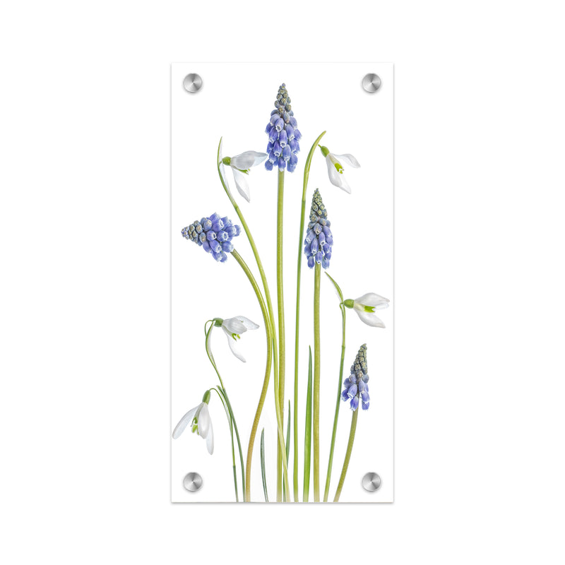 "Muscari and Galanthus" Acrylic Wall Art