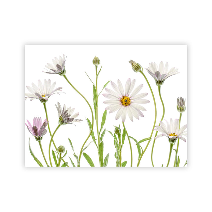 "Cape Daisies" Acrylic Wall Art