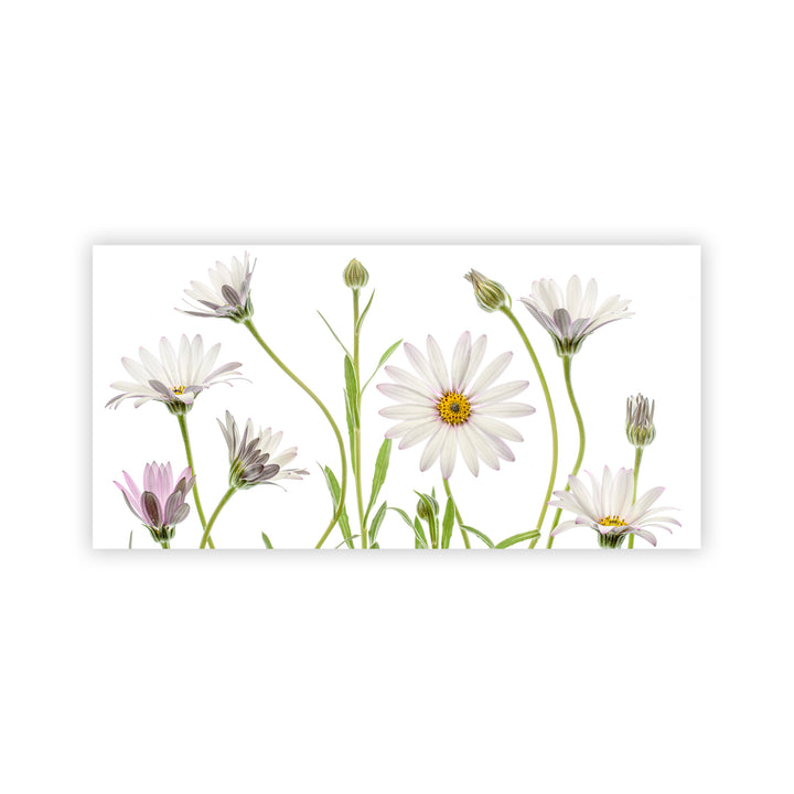 "Cape Daisies" Acrylic Wall Art