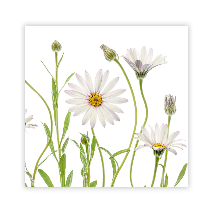 "Cape Daisies" Acrylic Wall Art