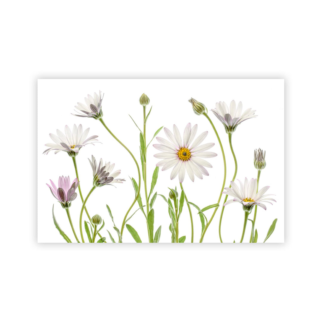 "Cape Daisies" Acrylic Wall Art