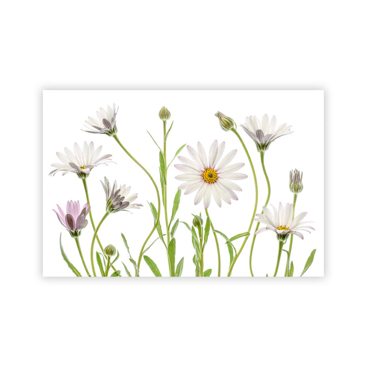 "Cape Daisies" Acrylic Wall Art
