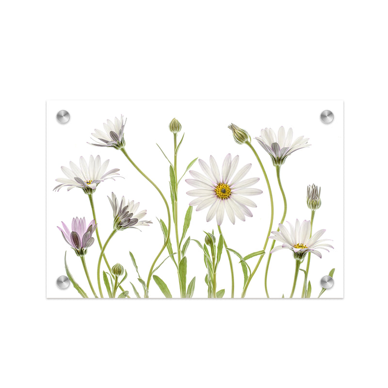 "Cape Daisies" Acrylic Wall Art