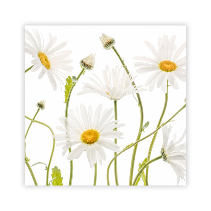 "Ox eye Daisies" Acrylic Wall Art