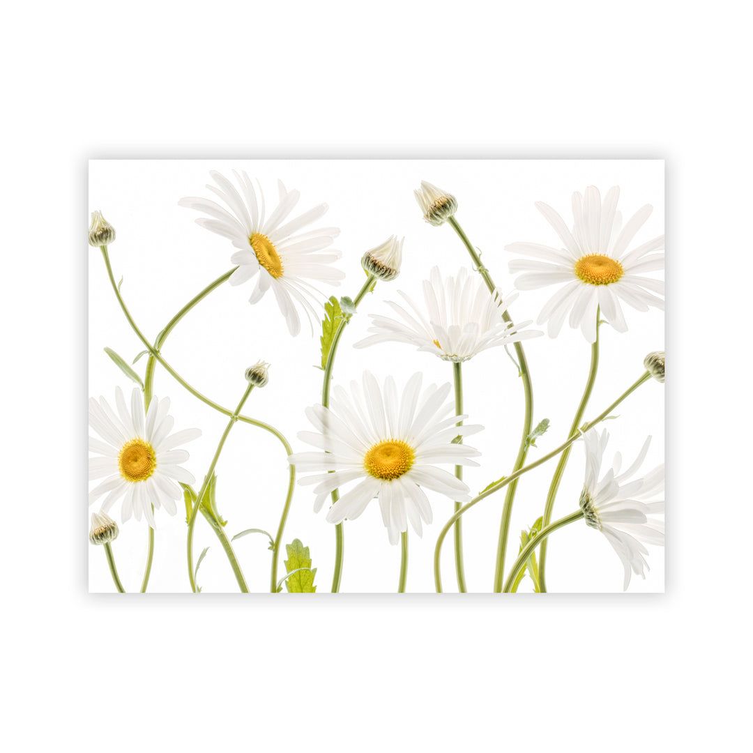 "Ox eye Daisies" Acrylic Wall Art
