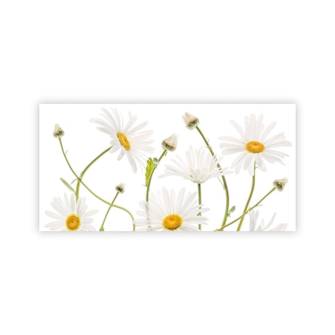 "Ox eye Daisies" Acrylic Wall Art