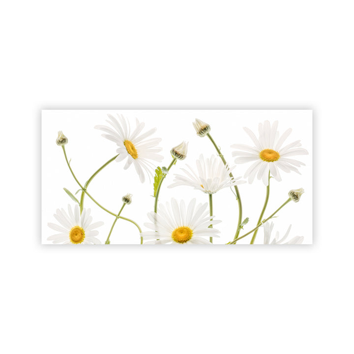 "Ox eye Daisies" Acrylic Wall Art