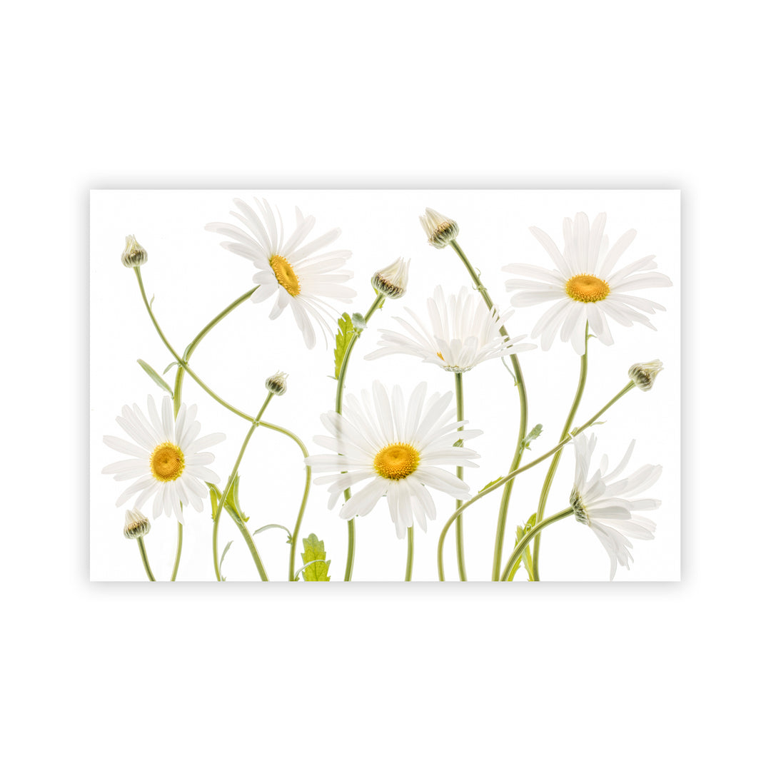 "Ox eye Daisies" Acrylic Wall Art