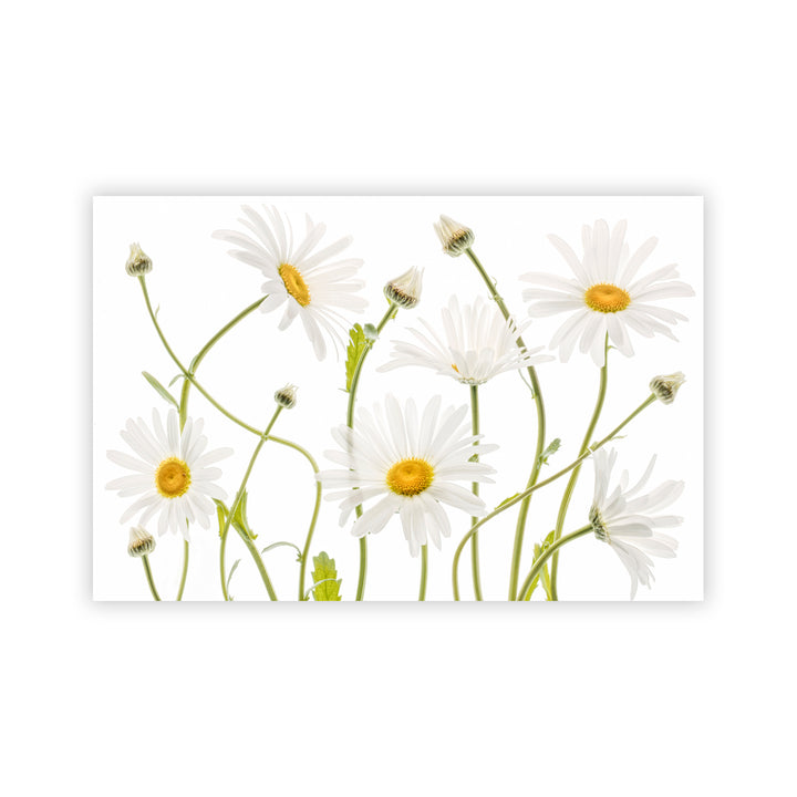 "Ox eye Daisies" Acrylic Wall Art