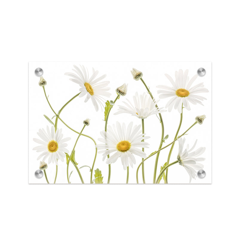 "Ox eye Daisies" Acrylic Wall Art