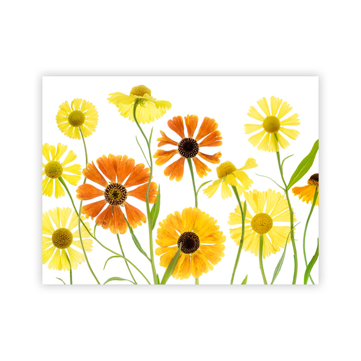 "Helenium" Acrylic Wall Art